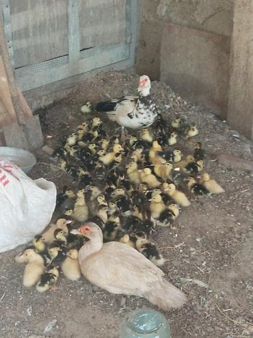 qaqa ördəyi: Real alıcıya endirim olacaq — 3