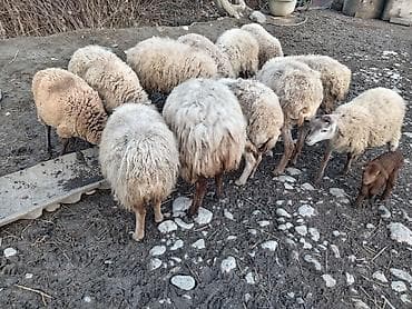 simmental inək cinsi: Salam qoyunlar 2 balalidir teze qalanı bogazdir — 5