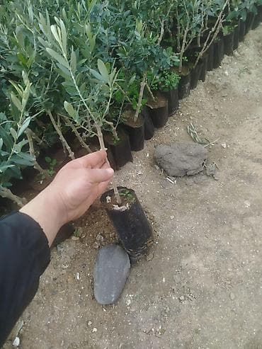 Türkiyənin gemlik sortu olan zeytun ağacları satılır Bağ salmaq