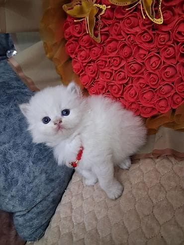 qızıl şinşilla: Qızıl şinşilla, Erkək, Yaxşı əllərə, Ünvandan götürmə, Ödənişli çatdırılma — 5