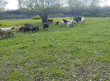 zaqatalada keci satilir: Salam Gördüyünüz xırda buynuz heyvanlar Satılır ümumilikdə 17 Ana 17 — 4