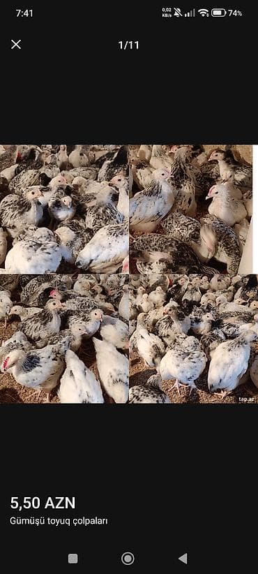 ‼️ Serebrist Colpaları Endirim olundu 2 ay yarımlığ tam sağlam lalafo.az -da ‼️ Serebrist Colpaları Endirim olundu 2 ay yarımlığ tam sağlam