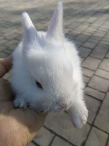 купить домик для кота: Çox şirin və canlı bir heyvandır. Bu balaca heyvanlar evdə — 5