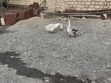quş şekilleri: Salam linka kuban qaz satlir fere yumurtaya teze dusub 7 eded — 2