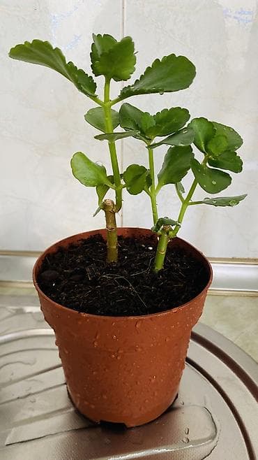 son zeng gulleri: Kalanxoe (Kalanchoe blossfeldiana) – saksı bitkisi - Rəngli, çoxlu — 8
