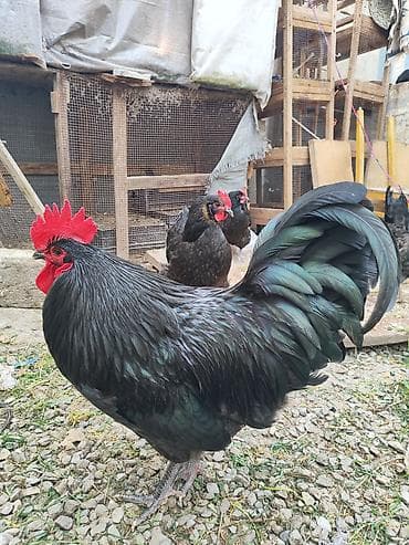 toyuq evi: SALAM.Avstorolop cuceleri satılır 3 ayligdilar .0558095657whatsappi — 2