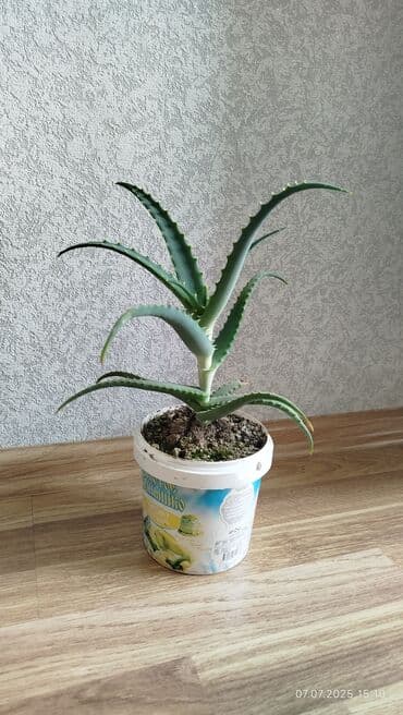 Əzvay bitkisi. (Aloe). Müalicəvidi