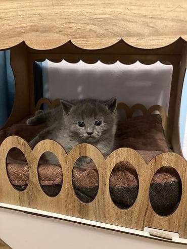 Digər heyvanlar: Taxta pişik evi və yataq dəsti - Material: Taxta (MDF tipli), təbii — 1