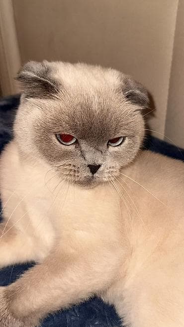 pers pişiy: Şotland yastı qulaq, Dişi — 4