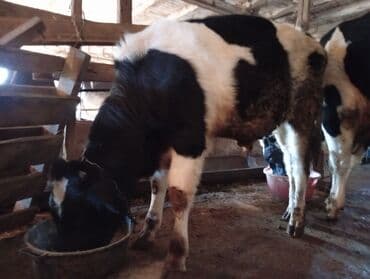 Akvarium aksessuar və ləvazimatları: Mərəz erkək 7aylıq — 2