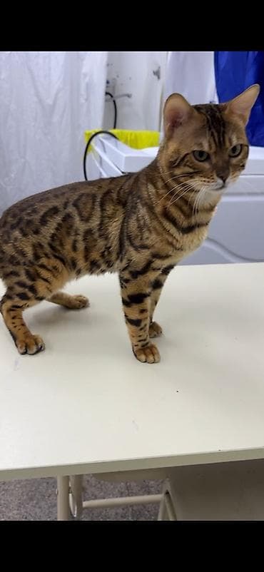 шотландский кот: Бенгальская, Самец, Для вязки — 3