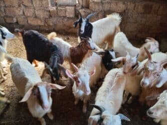 cins ineklerin satisi 2019: Dişi, il: 1, 18 kq, Damazlıq — 6