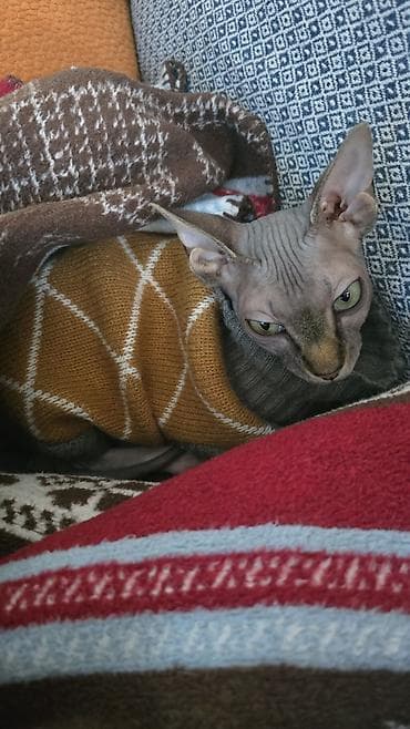 gence pisik: Sfinks — 9