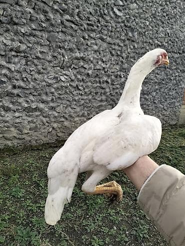 Atlar: Toyuq cücələri, Damazlıq — 4