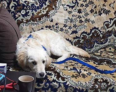 buğa heyvan: Retriever, 7 ay, Erkek, Peyvəndli — 3