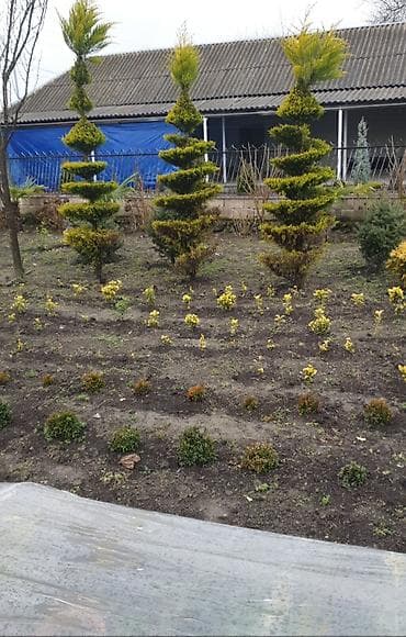 ot bicən satışı: Bəzək kolları və iynəyarpaqlı topiarilər – landşaft üçün - — 1
