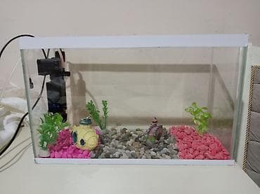 Akvariumlar: Akvaryum dəsti Sınıqı çatı yoxdu əla vəziyyətdədir hərşeyi var — 2