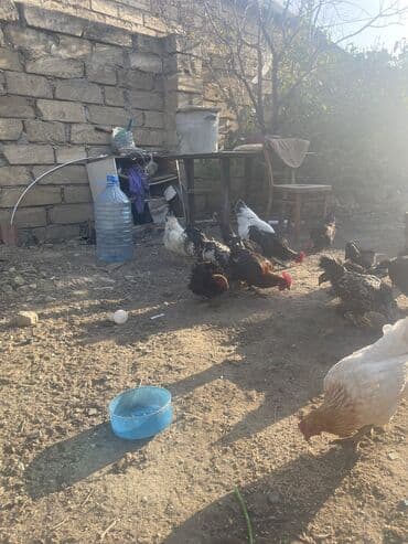 quş qaz: Toyuq, Damazlıq — 8