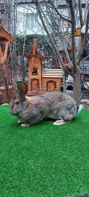 K/t heyvanları üçün mallar: Wekilde gorduyunuz 7 ayliq Rizen erkek satilir qan temiz bir — 1