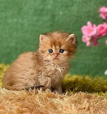 pişik sekilleri: Qızıl şinşilla, Erkək, Dişi, Yaxşı əllərə, Ünvandan götürmə, Pulsuz çatdırılma, Ödənişli çatdırılma — 8