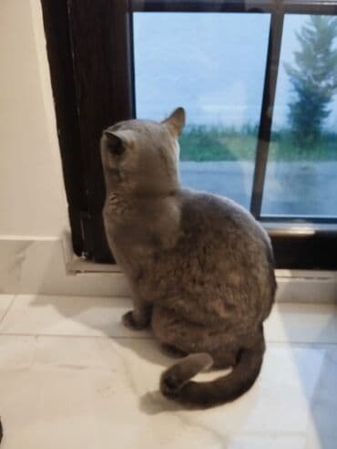 Gəmiricilər: Britan, Erkək, Yaxşı əllərə, Pulsuz çatdırılma — 4