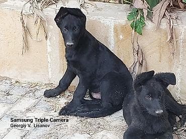 tuklu itler: Alman çoban iti, Peyvəndli — 8