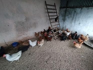 bala it satışı: Toyuq, Damazlıq — 4