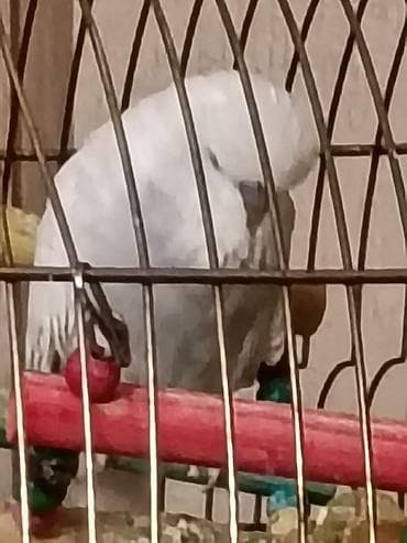 Продаю попугаячех, возраст около года,смеси нет .Цена 40 манат