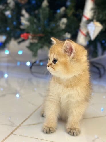 cütleşdirme: Золотая шиншилла, Самец, Для вязки, Бесплатная доставка, Платная доставка, Доставка в районы — 8