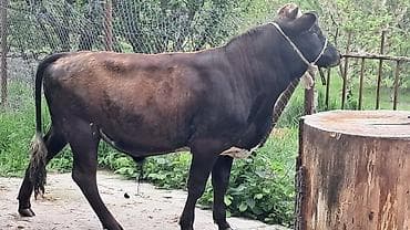 simmental inekler: Bordaqlıq erkək danalar var tərəzinin satılır gözəyarıda — 2