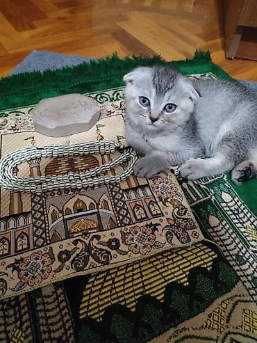 Şotland lalafo.az -da Şotland