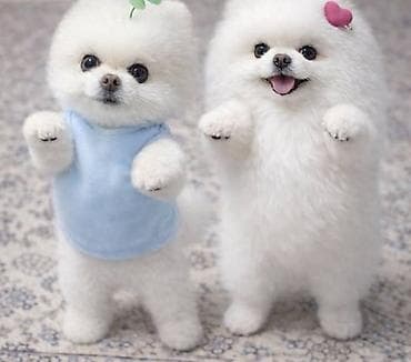 haski balasi satilir: Şpitz, 2 ay, Dişi, Sənədli, Ünvandan götürmə — 1