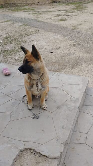 kafkaz coban iti: Məhsul: İt (orta-böyük ölçülü, qısa tüklü) Təsvir: - Güclü bədən — 1