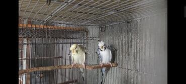 Japones papuqay tutuqusu. 1 cut silver texas ve 2 eded erkek silver lalafo.az -da Japones papuqay tutuqusu. 1 cut silver texas ve 2 eded erkek silver