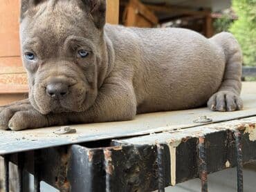 haski it adlari: Кане-корсо, 2 месяца, Самец, С родословной, Самовывоз — 5