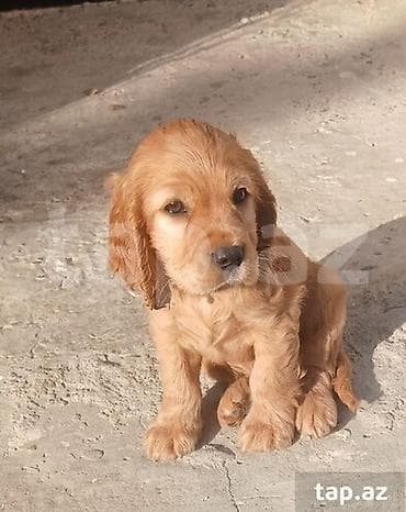 itlerin sekilleri: Koker spaniyel — 1