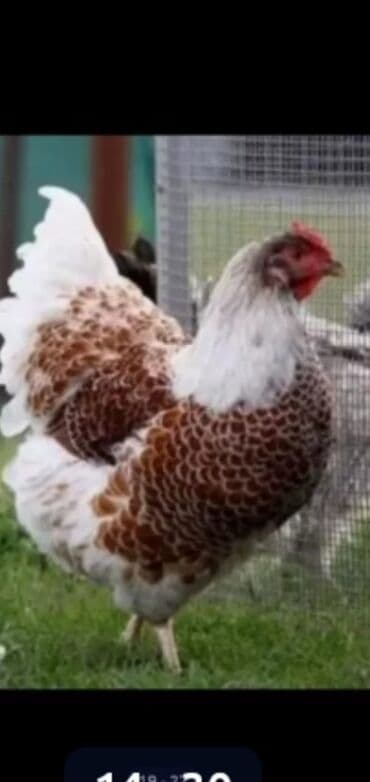 zümrüd ördək: Tek 100 ayam zemani cut 200m .qap — 8