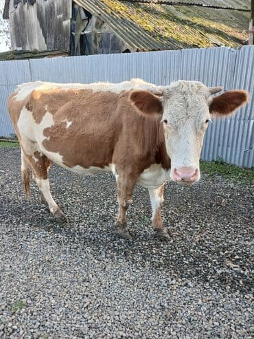 tap az ev heyvanlari: Cins heyvandı.Yanında balası ilə və qarnında 6 aylıq balası ilə — 3