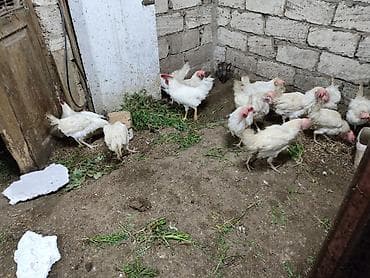 Куры: Курица, Для яиц — 4