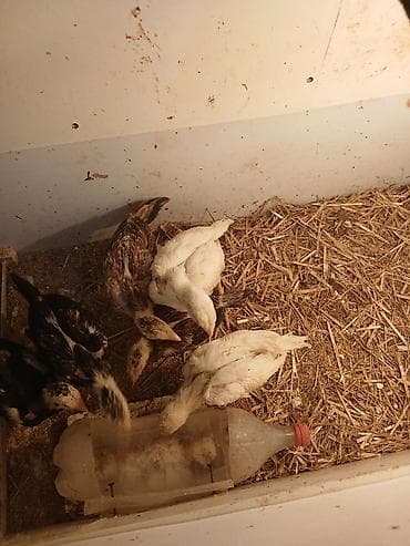 ucuz toyuq satisi: Toyuq, Damazlıq — 2