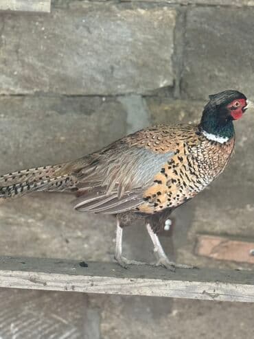 yapon xoruz: Xoruz, il: 1, Pulsuz çatdırılma — 10