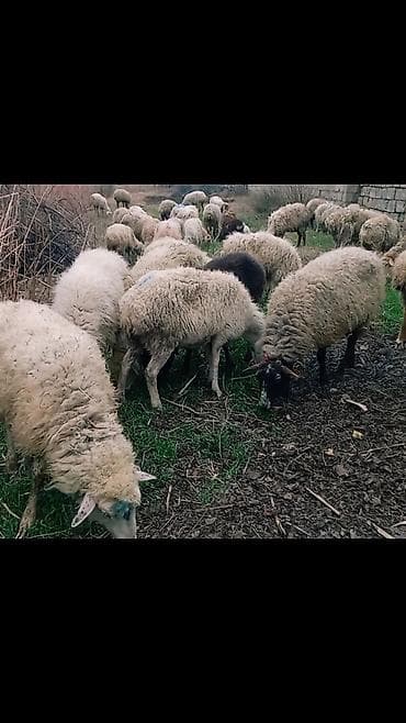 Собаки: Salam tam saglam 33dene bogaz heyvan — 1