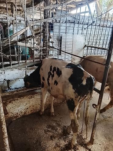 it satiwi: Satılır: 4bas erkek dana — 2