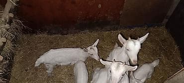 Südlük keçilər və balaları 5 ana 1 alpin ərkegi 2 aylığ balalar super