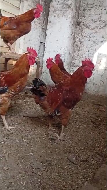 lal ordek nece gune bala cixardir: Xoruzlar

3 kilo birisi
6 aylığ — 3