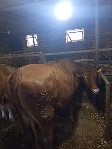 inek satan: Qırmızı rəngli anqus düyə 1yaş 6 aylığ– südlük və ətlik istiqamətli - — 4