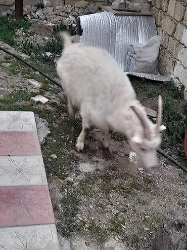 Dişi, il: 2, Damazlıq, Ünvandan götürmə