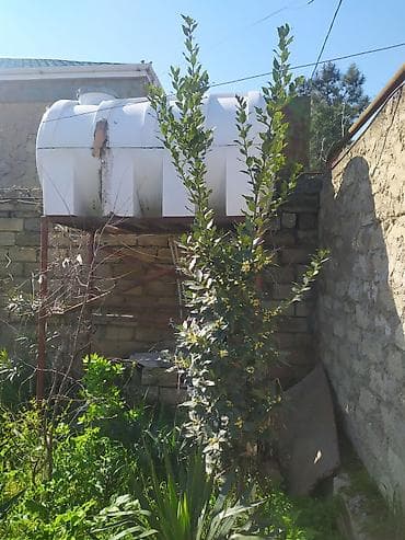 şam ağac: Təzə Dəfnə Yarpağı Satılır (2 Ağacın Bütün Məhsulu) Açıqlama — 2