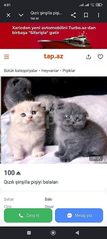 heyvan: Qızıl şinşilla — 4