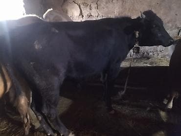 inək: Real alıcılar narahat etsin real alana endirim edəcəm — 4